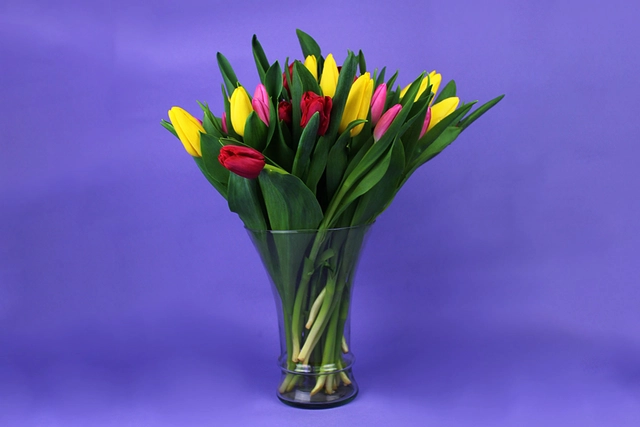 Tulipanes
