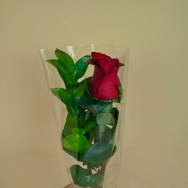 Rosa Invididual con Follaje