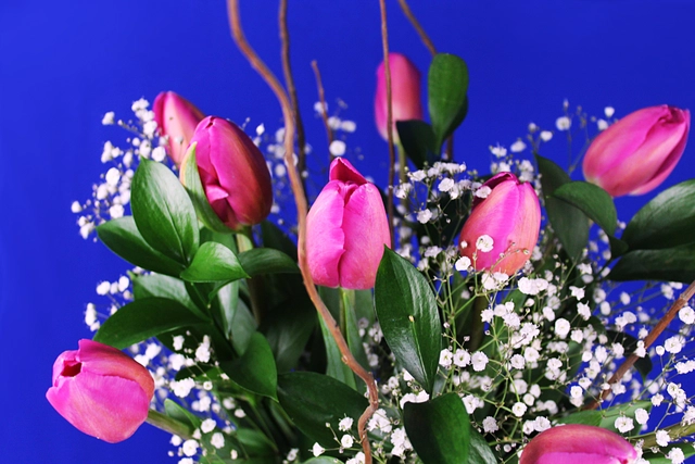 Jarrón con 10 Tulipanes, Curly y Gypsophilia