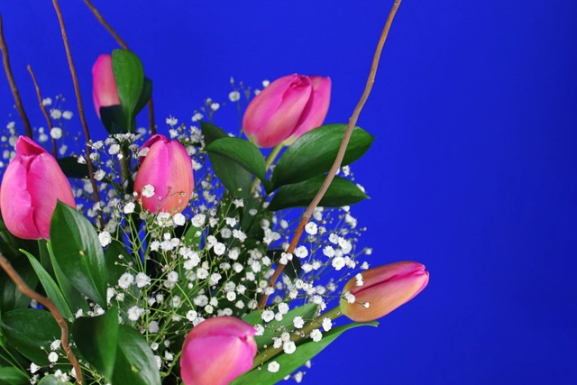 Jarrón con 10 Tulipanes, Curly y Gypsophilia