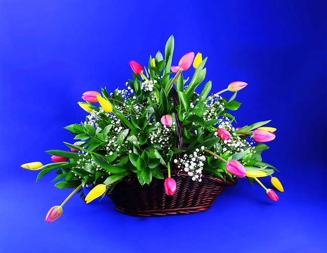 Canasta con 30 Tulipanes Multicolores y Gypsophilia