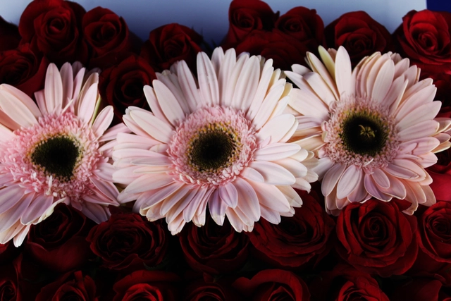 Caja con 30 Rosas más Gerbera