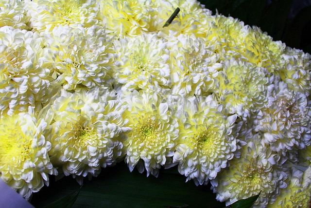 Corona Flores Varias