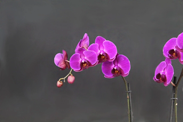 Orquídea Morada