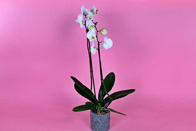 Orquídea Blanca