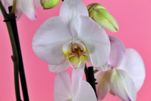 Orquídea Blanca