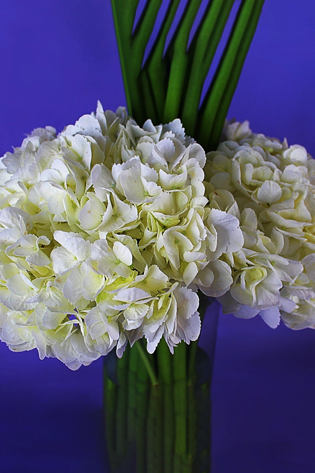 Paraíso de Alcatraz